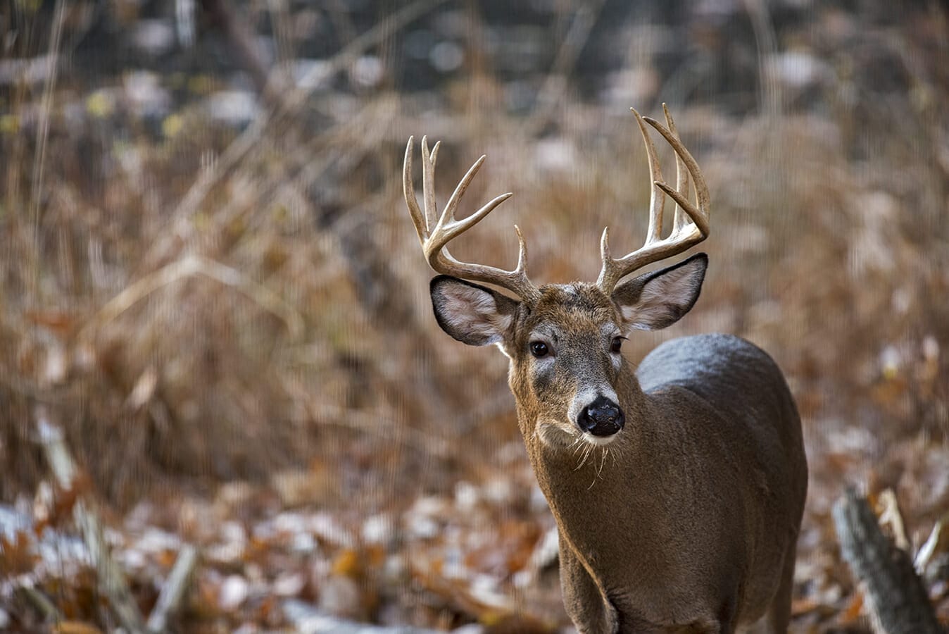 A buck deer