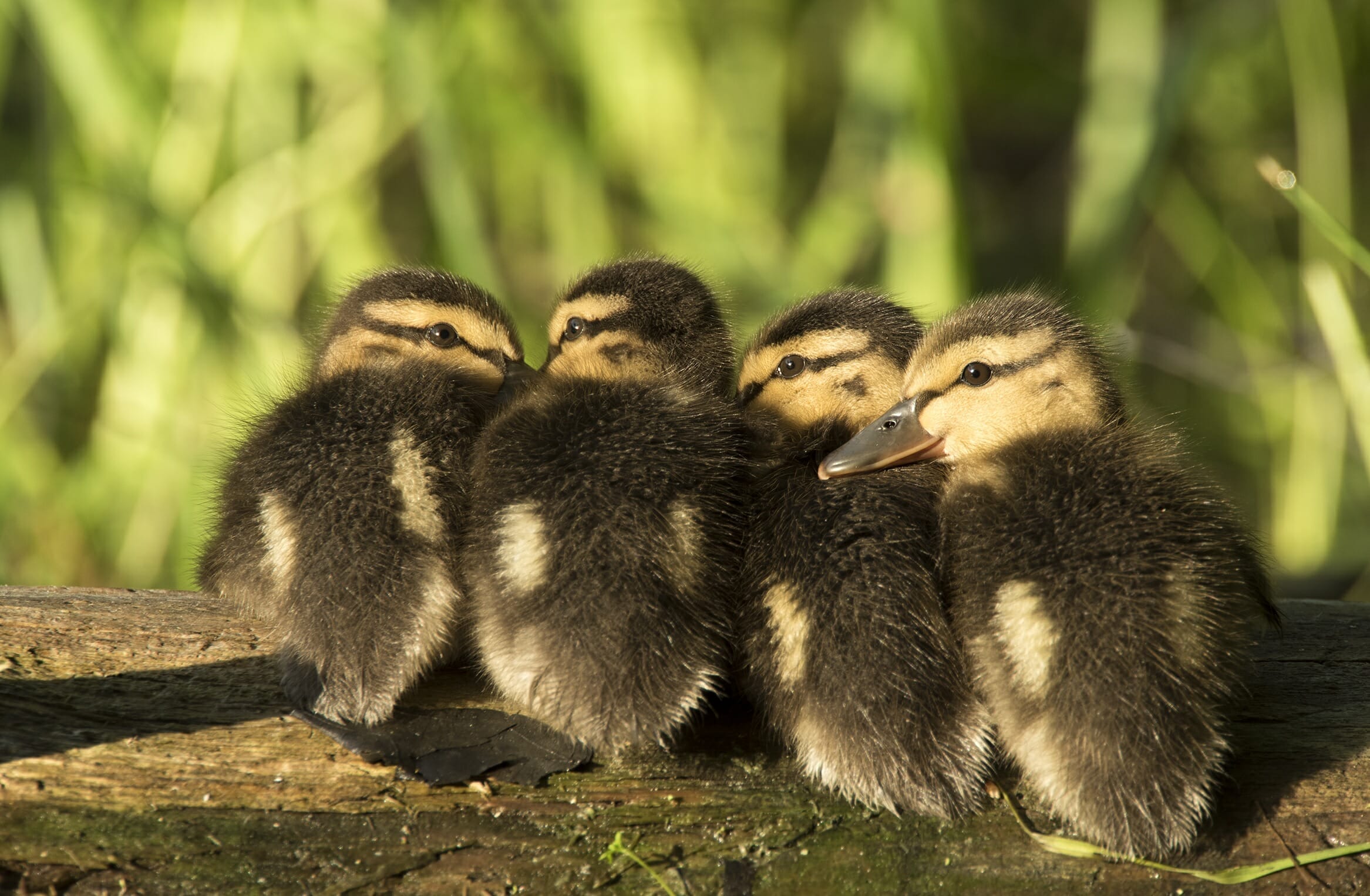 ducklings