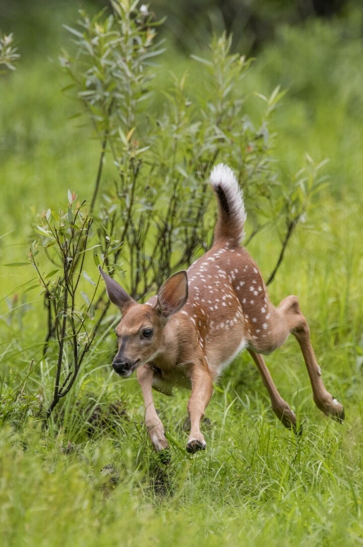 Fawn